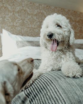 two dogs smiling in Proper guest room