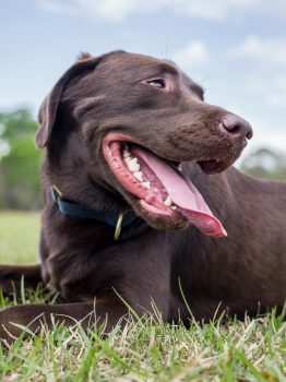 dog smiling at park