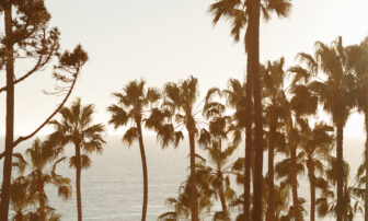 A beach scene with palm trees and the ocean stretching into the background.